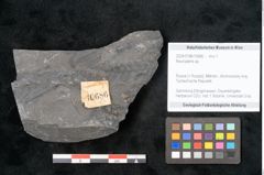 Foto (Objekt + Etikett) von Neuropteris sp.  (NHMW-GEO-2024-0188-10686)
